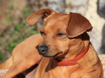 Un chien roux fatigué allongé au soleil
