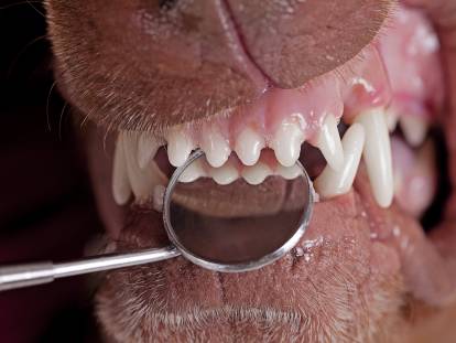 La parodontite chez le chien : stades, symptômes, traitement...