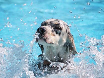 Un chien se débat dans l'eau