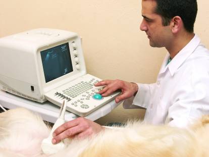 Un vétérinaire fait une échographie à une chienne souffrant de pyomètre