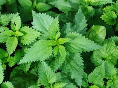 Des plants d'ortie sur le sol