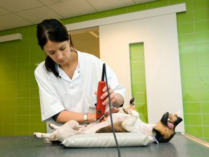 Une vétérinaire fait une échographie d'un chien endormi
