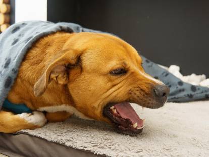 Un chien sous une couverture en train de tousser
