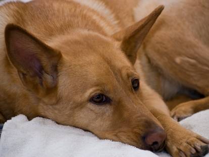 Un chien malade est allongé sur un lit