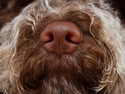 La truffe d'un chien en gros plan