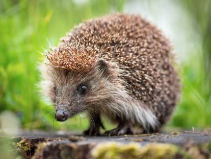 Un hérisson sur une souche d'arbre