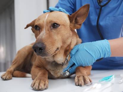 Une vétérinaire écoute la respiration d'un chien malade
