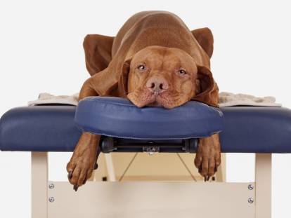 Ostéopathie canine : l'ostéopathie pour les chiens