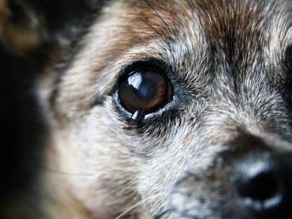 Mon chien a les yeux qui coulent : causes et solutions