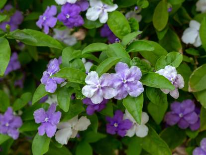 Un brunfelsia avec des fleurs de plusieurs couleurs