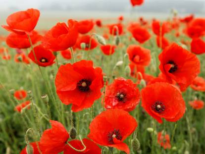 Un jardin rempli de coquelicots
