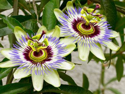 Vue proche de deux fleurs de passiflore