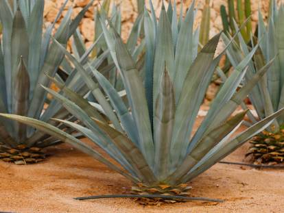Des agaves plantées dans un champ