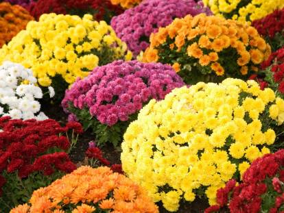 Des chrysanthèmes de toutes les couleurs dans un jardin