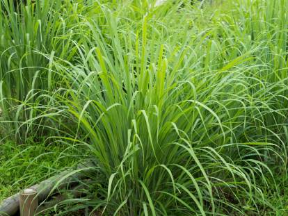 Des plants de citronnelle dans un jardin