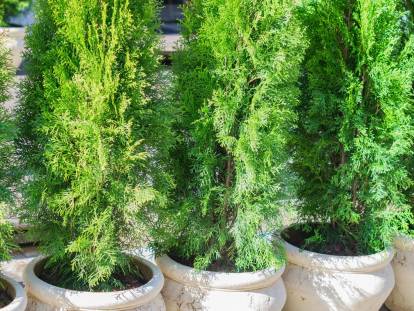 Une rangée de cyprès en pot