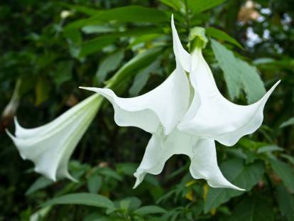 Vue proche de fleurs de datura