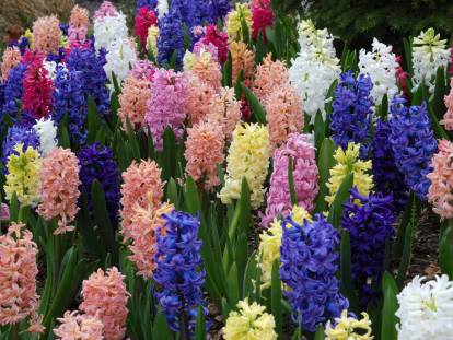 Des jacinthes de toutes les couleurs
