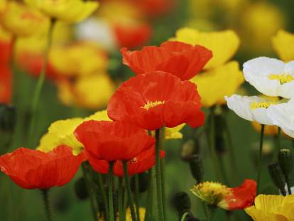 Des pavots de différentes couleurs
