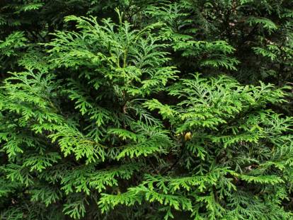 Des branches de thuya formant une haie