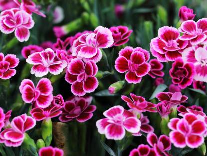 Des oeillets roses dans un jardin