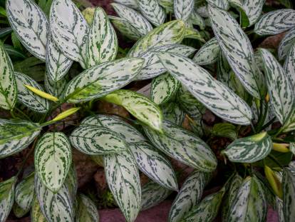 Des aglaonema dans des pots en intérieur
