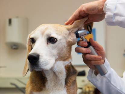 Un vétérinaire examine les oreilles d'un chien