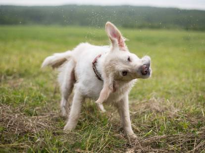 Un chien blanc secoue ses oreilles dans tous les sens