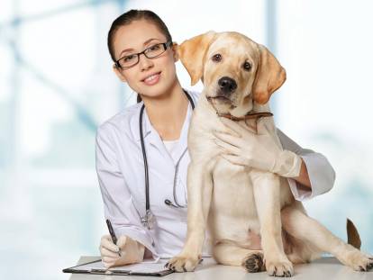 Le bilan de santé du chien : pourquoi, quand et à quel prix ?