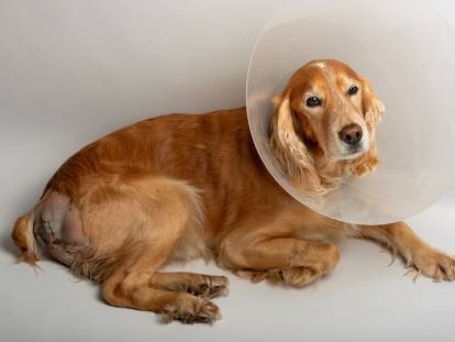 Un chien opéré d'une hernie avec une collerette autour de la tête