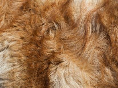 La pyodermite chez le chien : symptômes et traitements