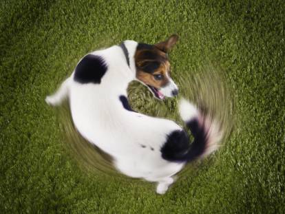 Le spinning chez le chien : races, symptômes, traitement...