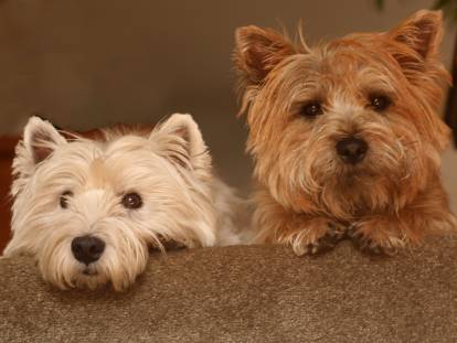 Un Westie et un Cairn Terrier côte à côte sur un canapé