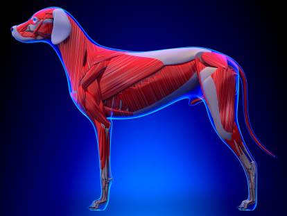 Schéma des muscles d'un chien sur un fond bleu