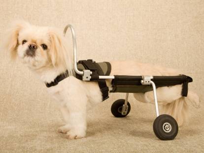 Petit chien avec un chariot prothèse