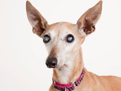 La cataracte du chien : symptômes et traitements