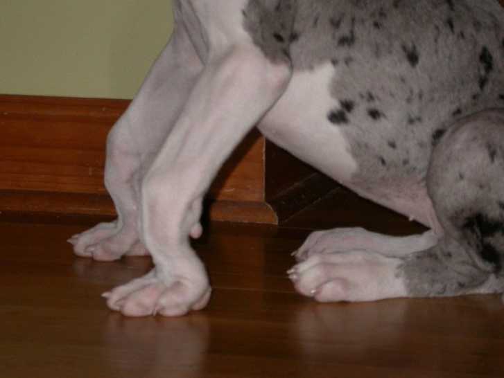 L'ostéofibrose juvénile chez le chien : symptômes, traitement...