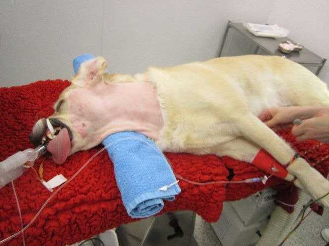 La paralysie laryngée chez le chien : symptômes, traitement...