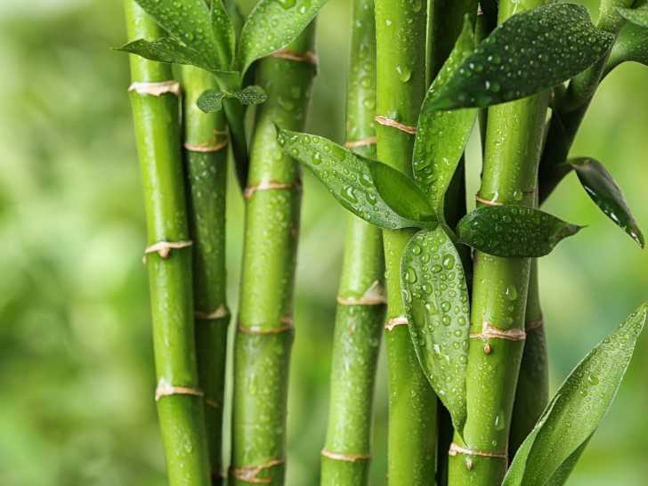 Vue proche de tiges de bambou vertes avec des feuilles