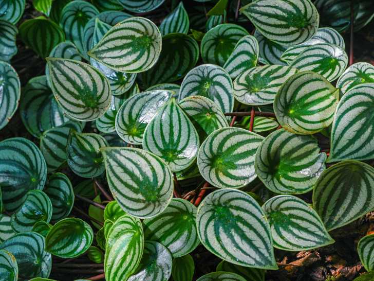 Une peperomia d'argent plantée dans le sol