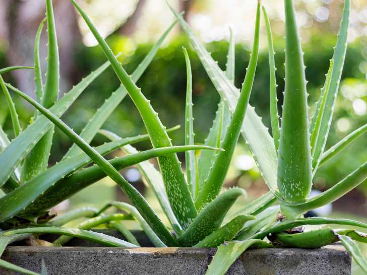 Des aloe vera en pot