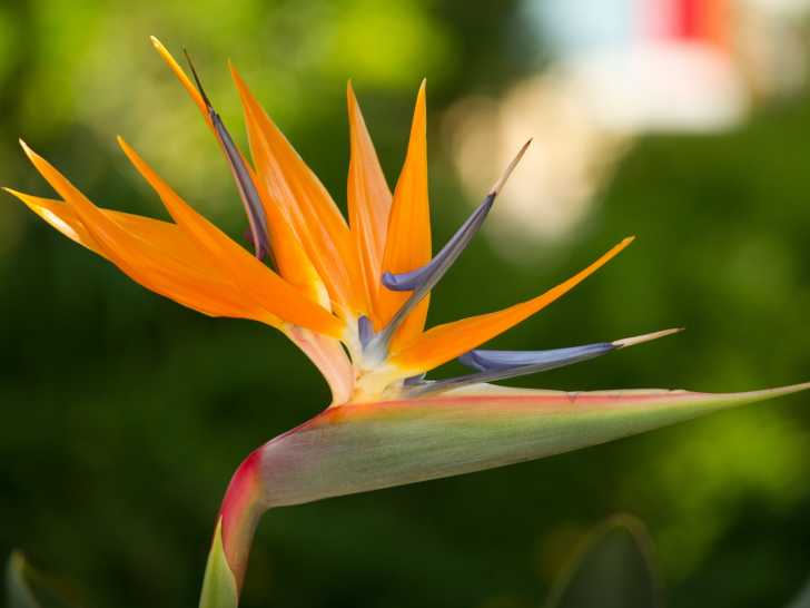 Vue proche d'une fleur d'oiseau de paradis