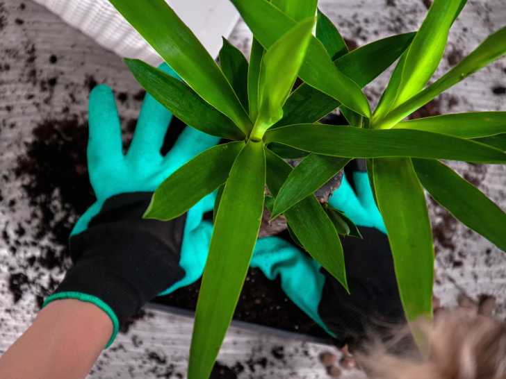 Un homme rempote un yucca avec du terreau