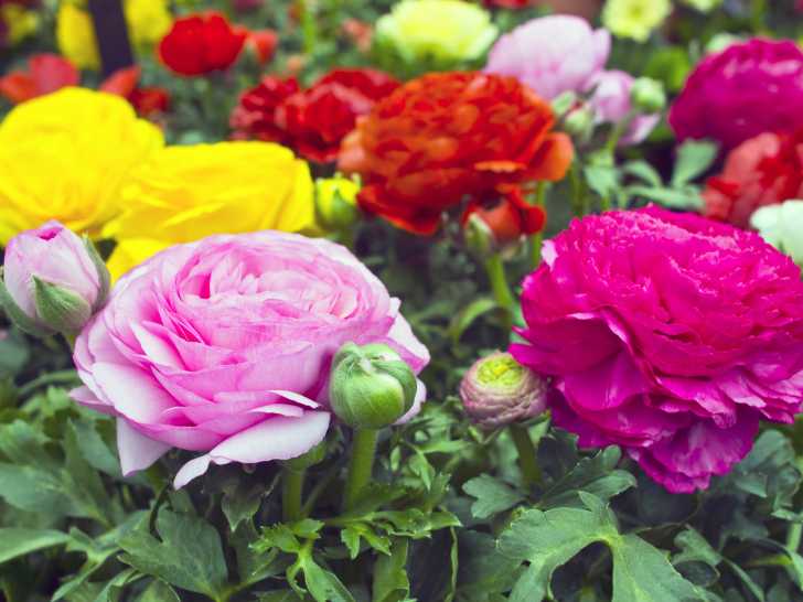 De grosses fleurs de renoncule dans un jardin