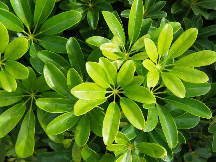 Le schefflera est-il toxique pour les chiens ?