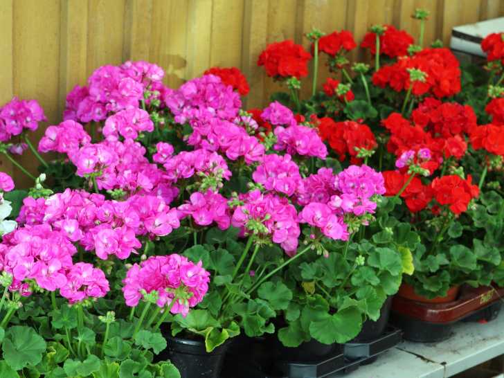 Des géraniums roses et rouges dans des pots