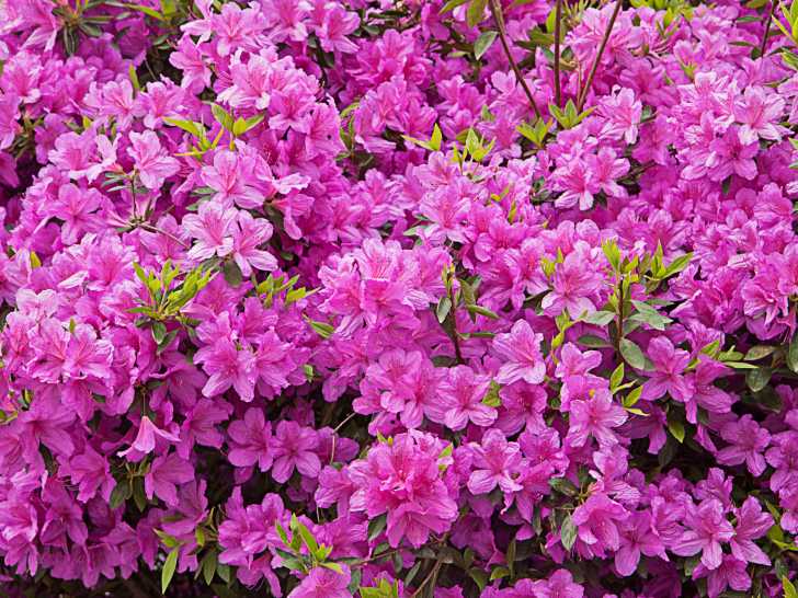 Un rhododendron tout en fleurs