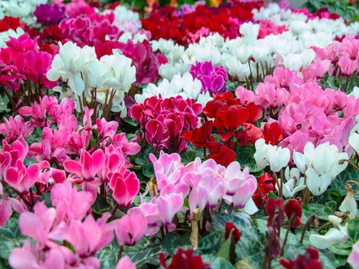 Des cyclamens de toutes les couleurs