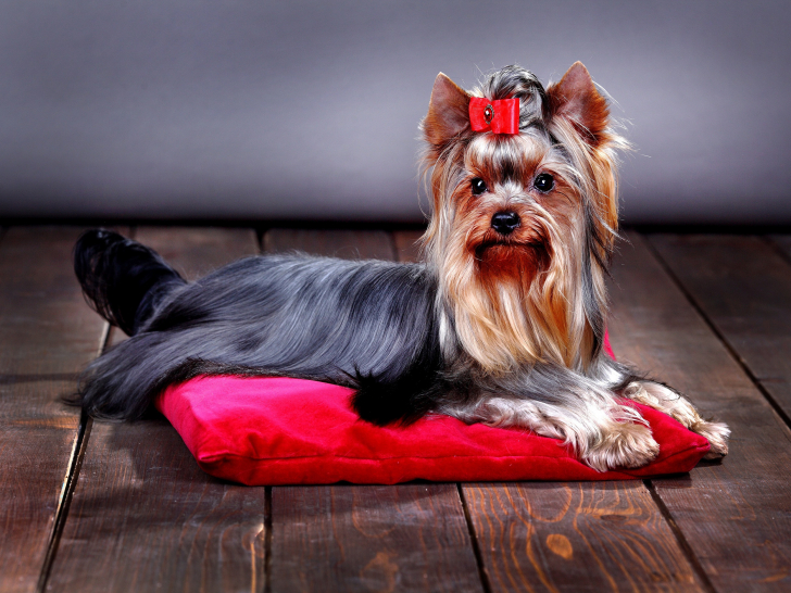 Les classes et cat gories des expositions canines