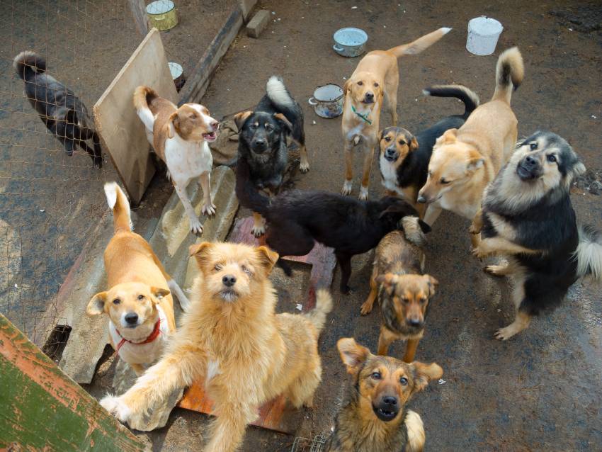 Belgique Journée Mondiale des Animaux au refuge de Cointe